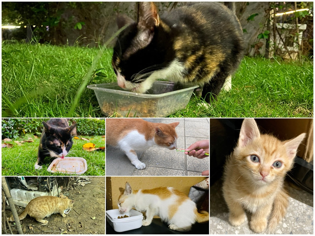 Supporting Stray Cats & Dogs